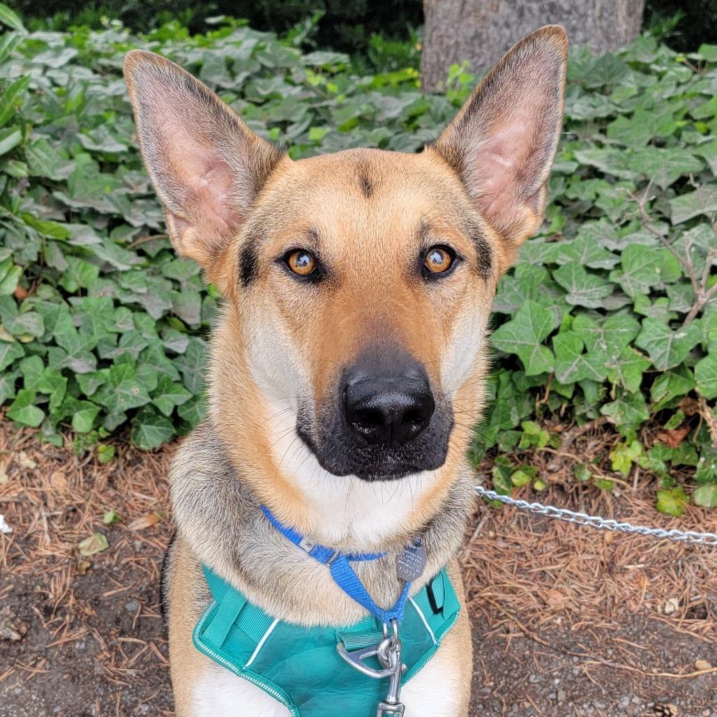 Ace, a Adoptable mixed breed in Woodinville, WA image 4/6