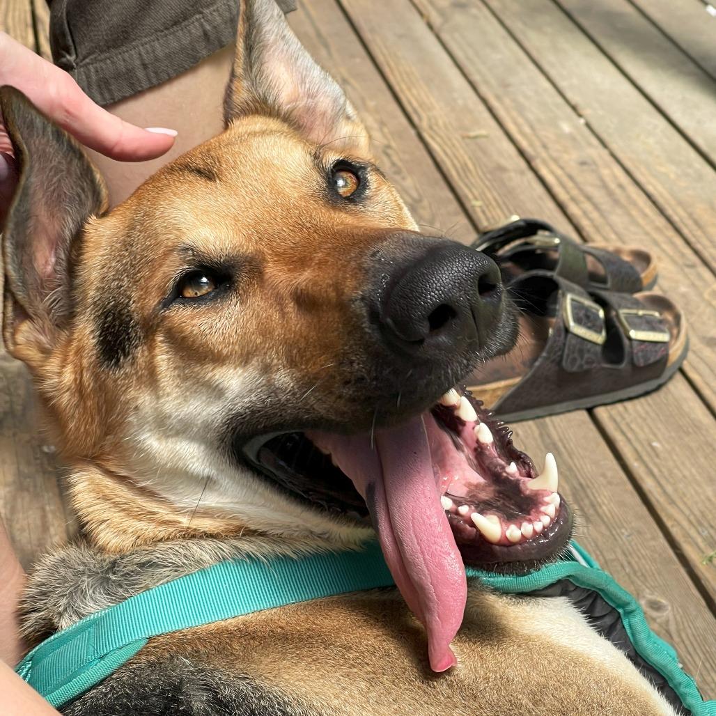 Enlarge Ace, a Adoptable mixed breed in Woodinville, WA image 4/6