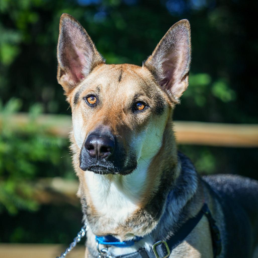 Enlarge Ace, a Adoptable mixed breed in Woodinville, WA image 5/6