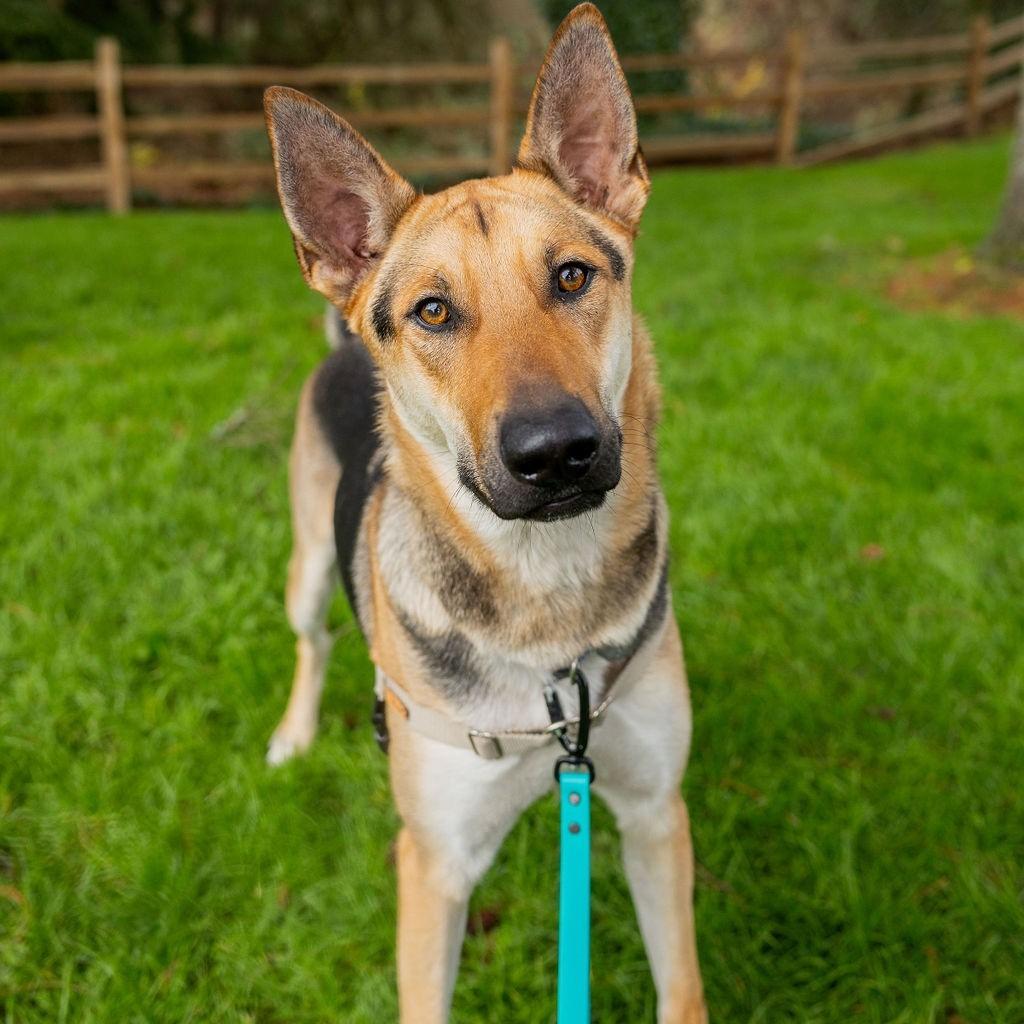 Enlarge Ace, a Adoptable mixed breed in Woodinville, WA image 5/6