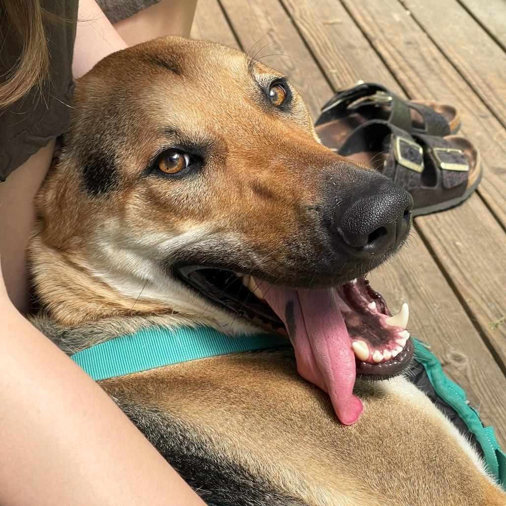 Enlarge Ace, a Adoptable mixed breed in Woodinville, WA image 6/6