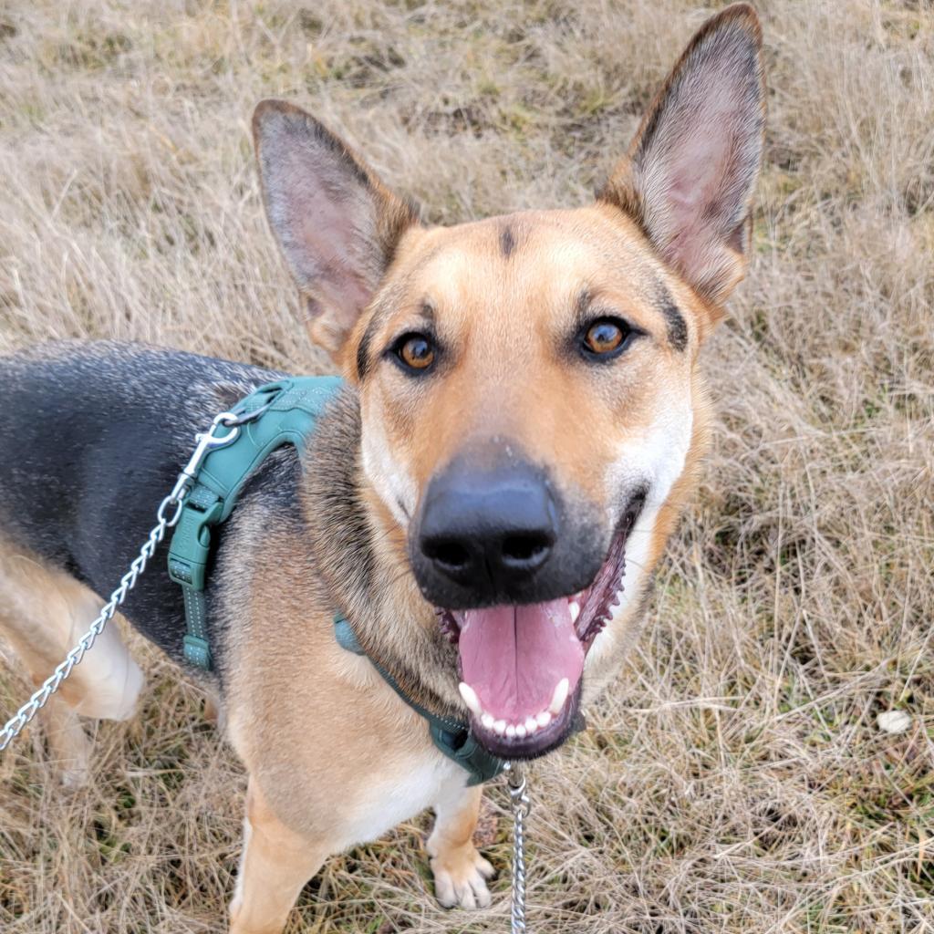 Enlarge Ace, a Adoptable mixed breed in Woodinville, WA image 6/6
