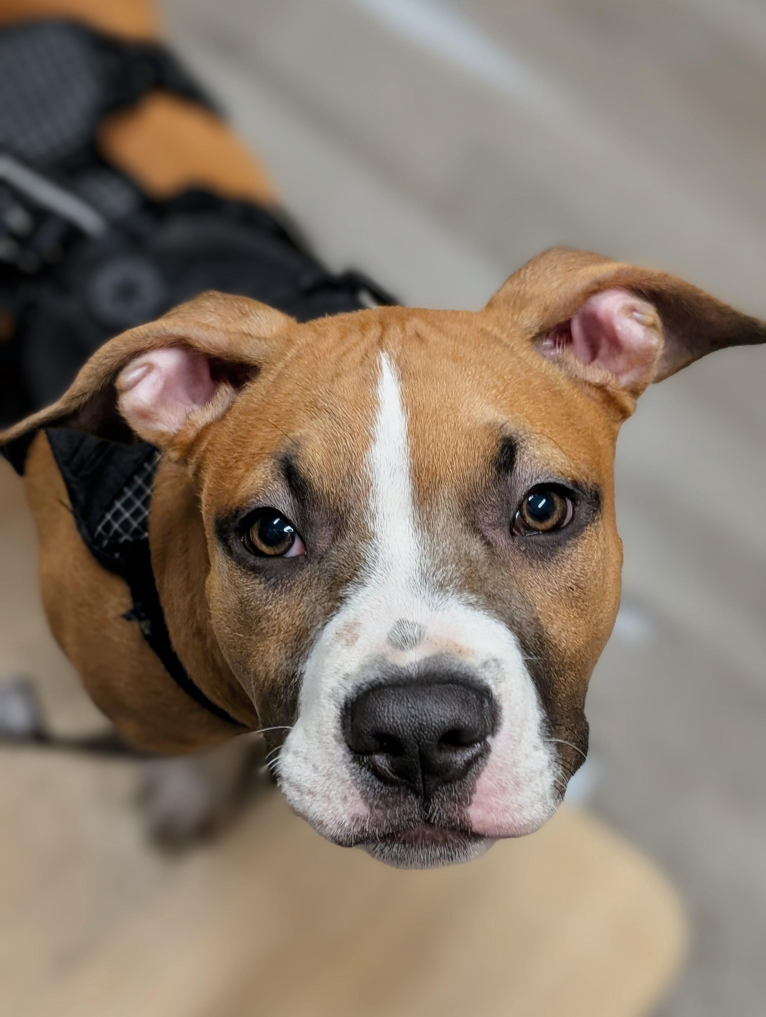 Enlarge DUCKY, a Adopted mixed breed in Worcester, MA image 1/6