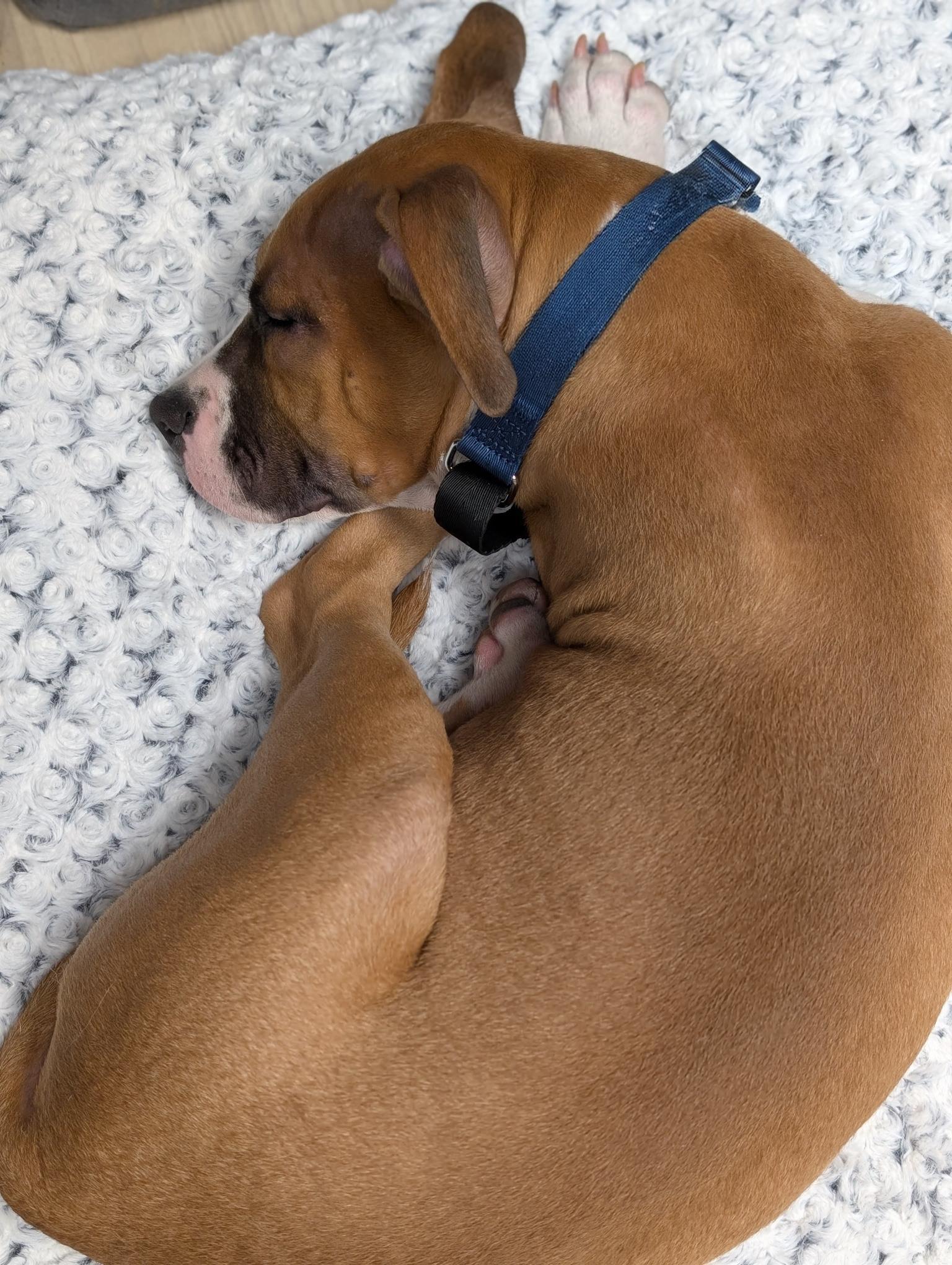 Enlarge DUCKY, a Adopted mixed breed in Worcester, MA image 2/6