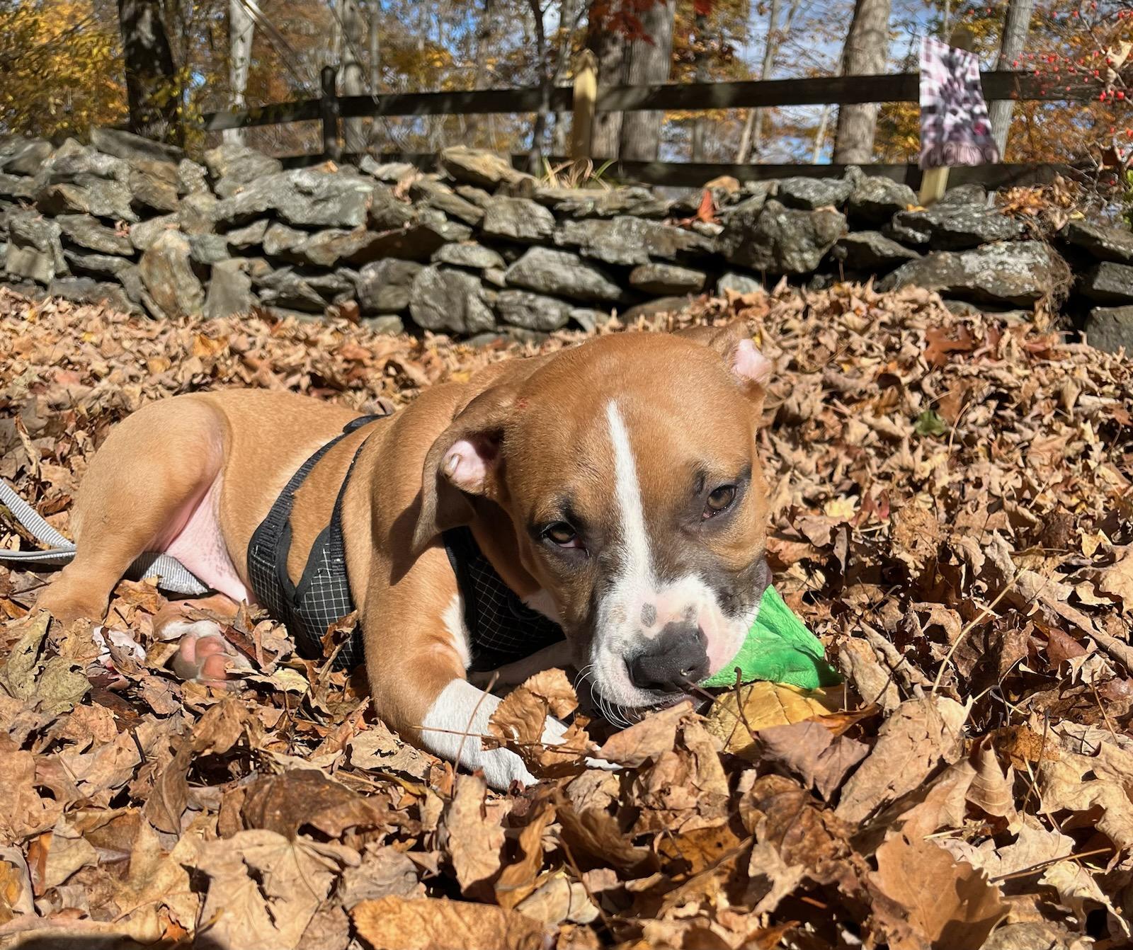 Enlarge DUCKY, a Adopted mixed breed in Worcester, MA image 3/6