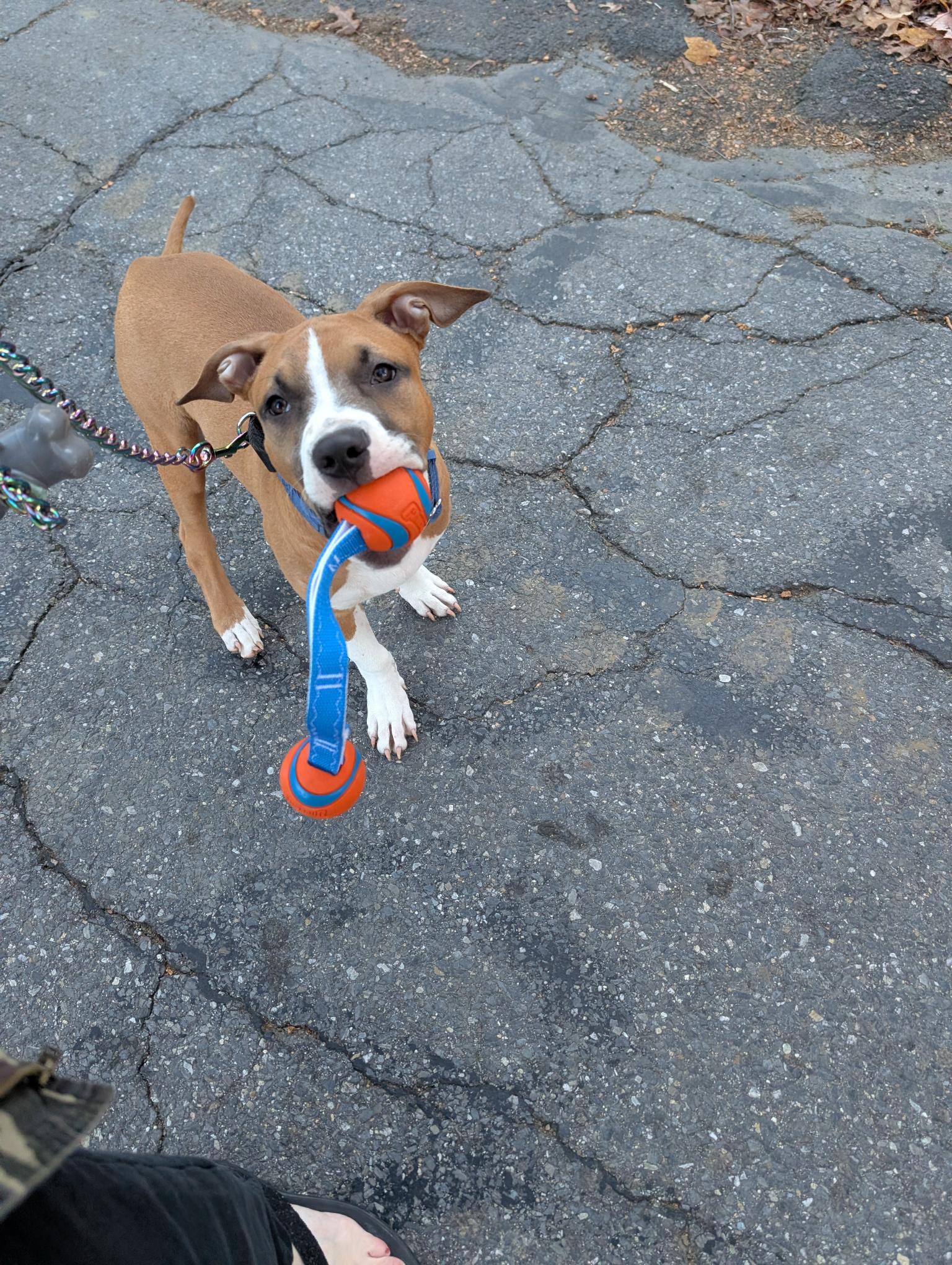 DUCKY, Adopted, Puppy Male Boxer.