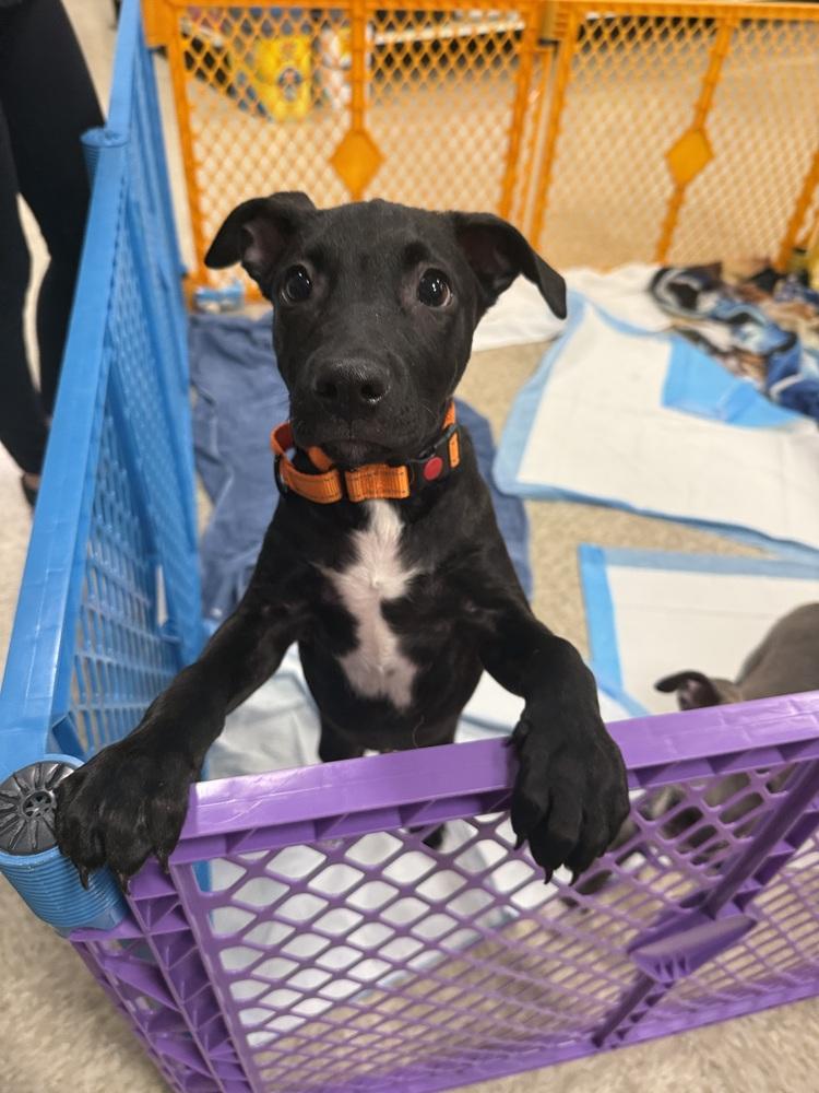 Midnight thumbnail 3