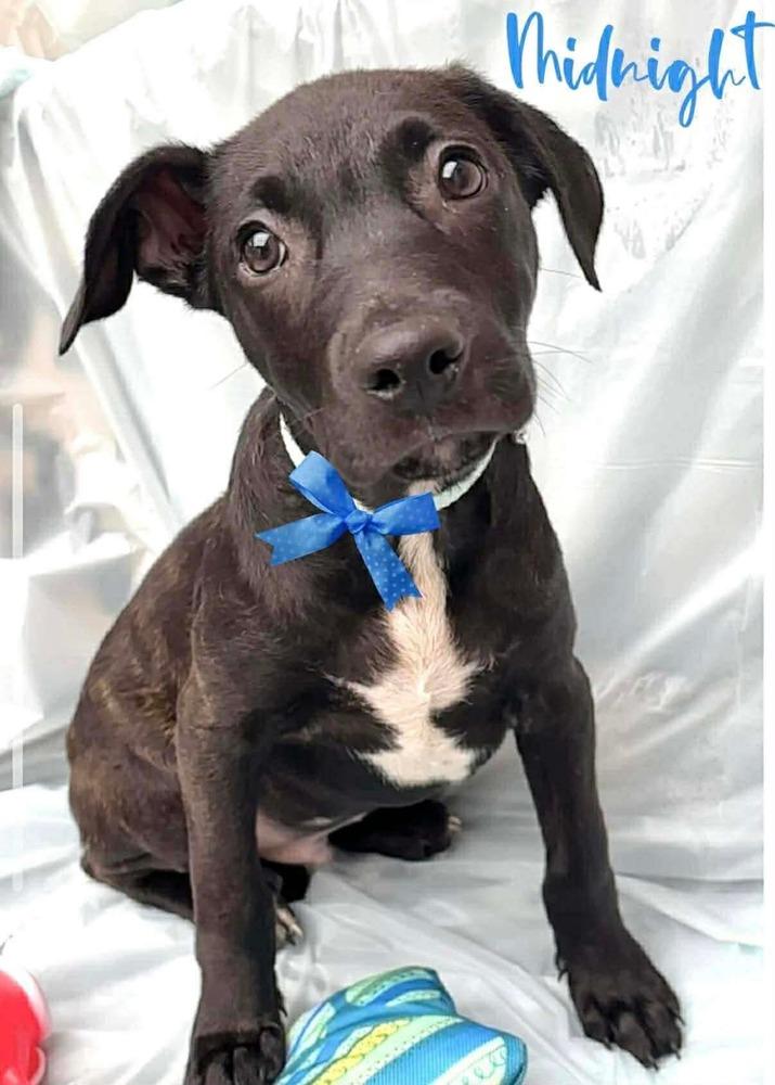 Midnight  (January Trio 2026), Adoptable, Puppy Male Pit Bull Terrier & American Staffordshire Terrier.