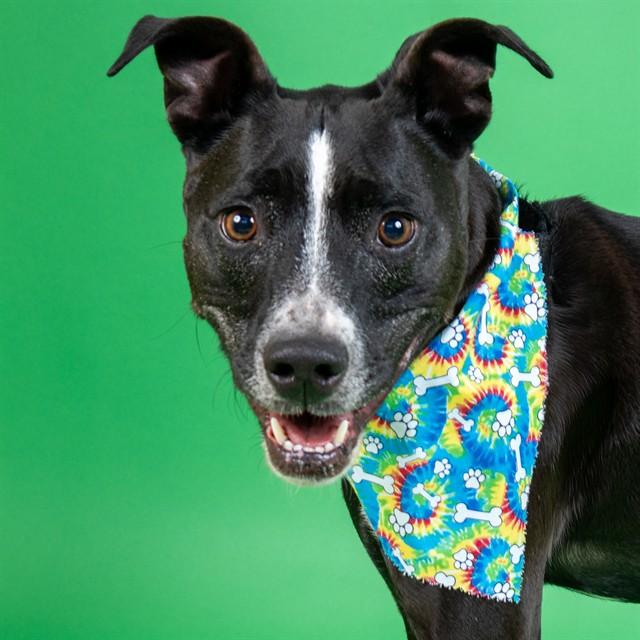 CAIDEN, Adoptable, Adult Male Pit Bull Terrier & Mixed Breed.