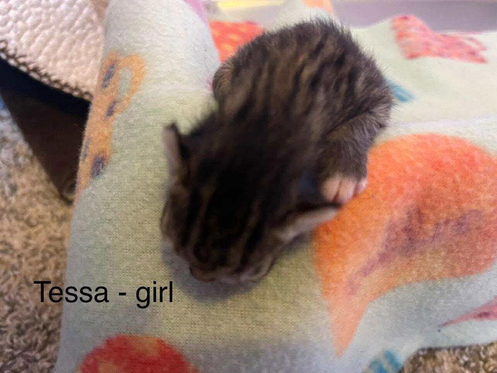 Enlarge Tessa, a Adoptable Domestic Short Hair in Saint George, UT image 2/3