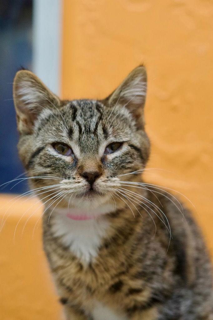 Enlarge Tessa, a Adoptable Domestic Short Hair in Saint George, UT image 3/3