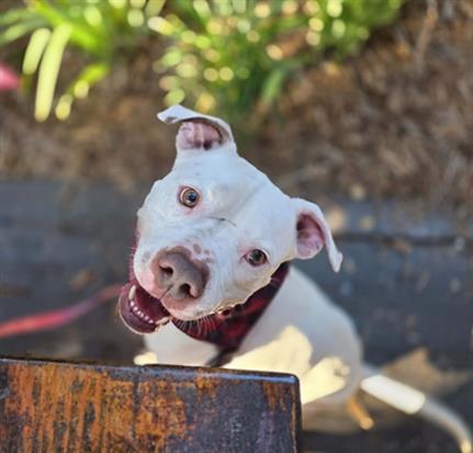 ICE CUBE, Adoptable, Adult Male Mixed Breed.
