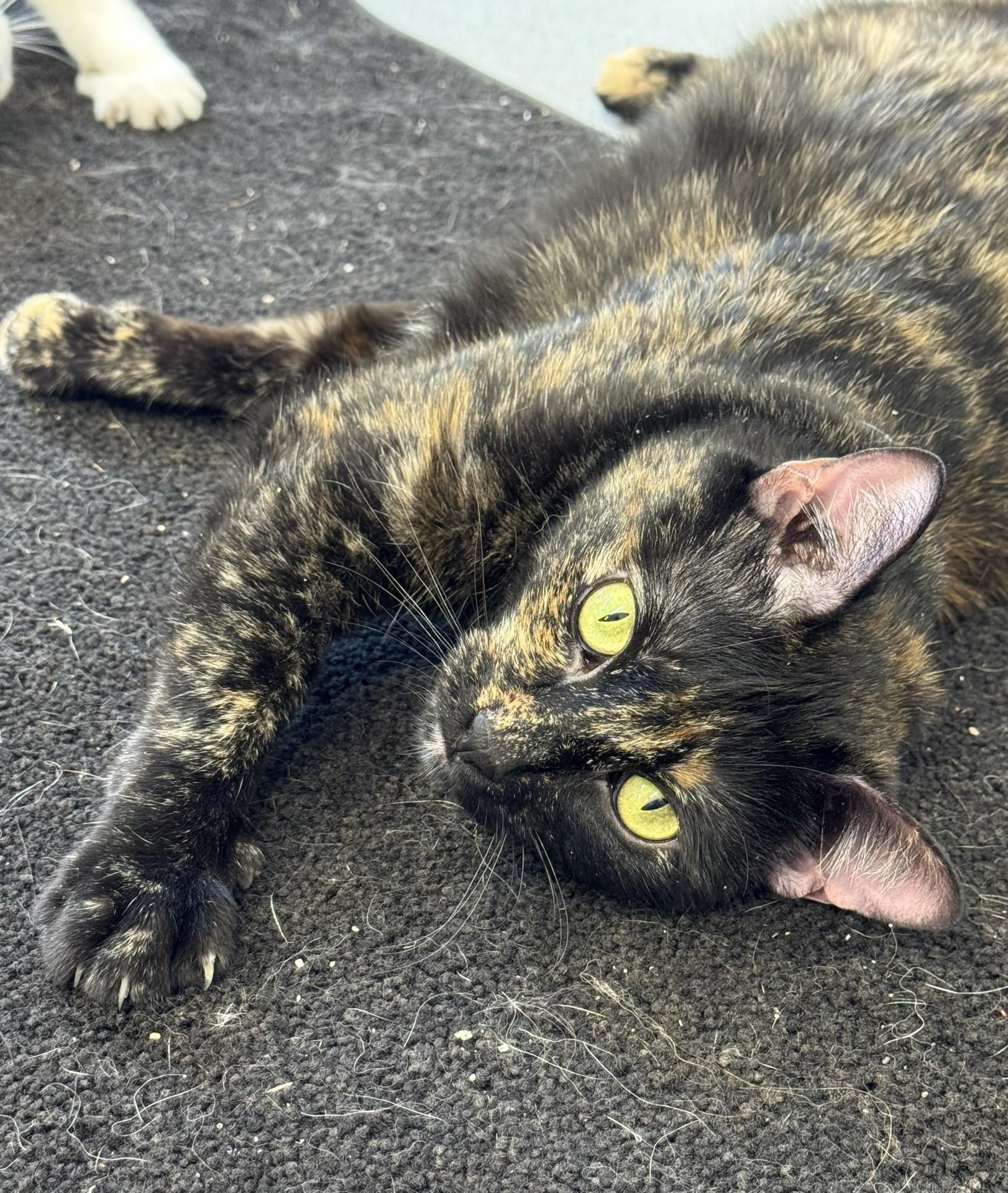 Enlarge Jasmine, an adopted Tortoiseshell in Morris, MN image 3/3
