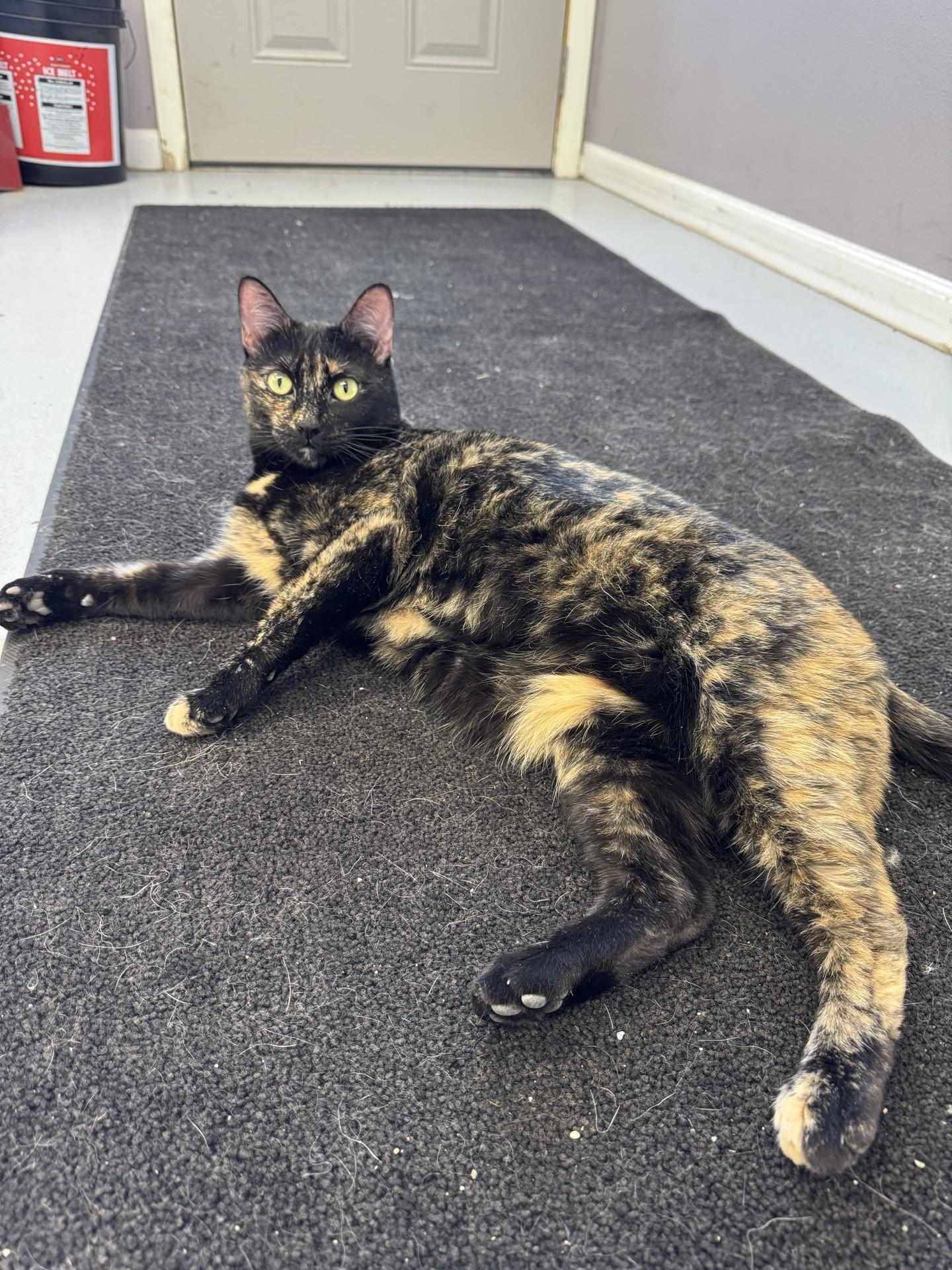 Jasmine, adopted, Adult Female Tortoiseshell.