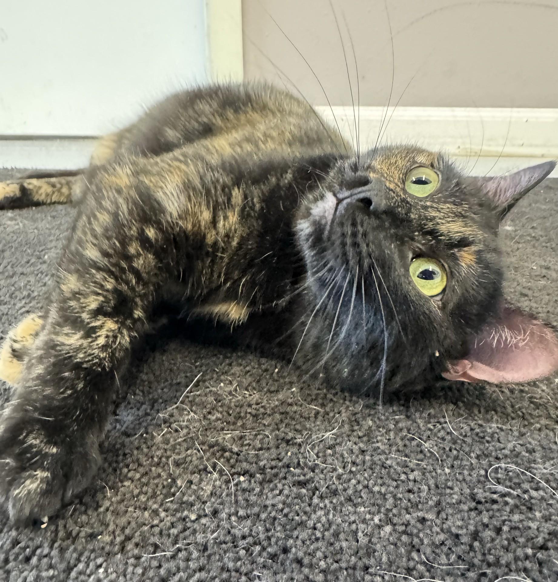 Enlarge Jasmine, an adopted Tortoiseshell in Morris, MN image 2/3