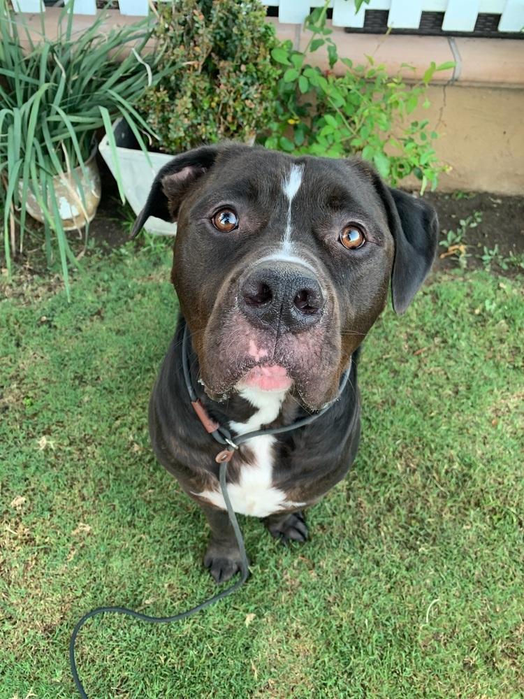 Ru, Adoptable, Adult Male Mastiff & Rottweiler.