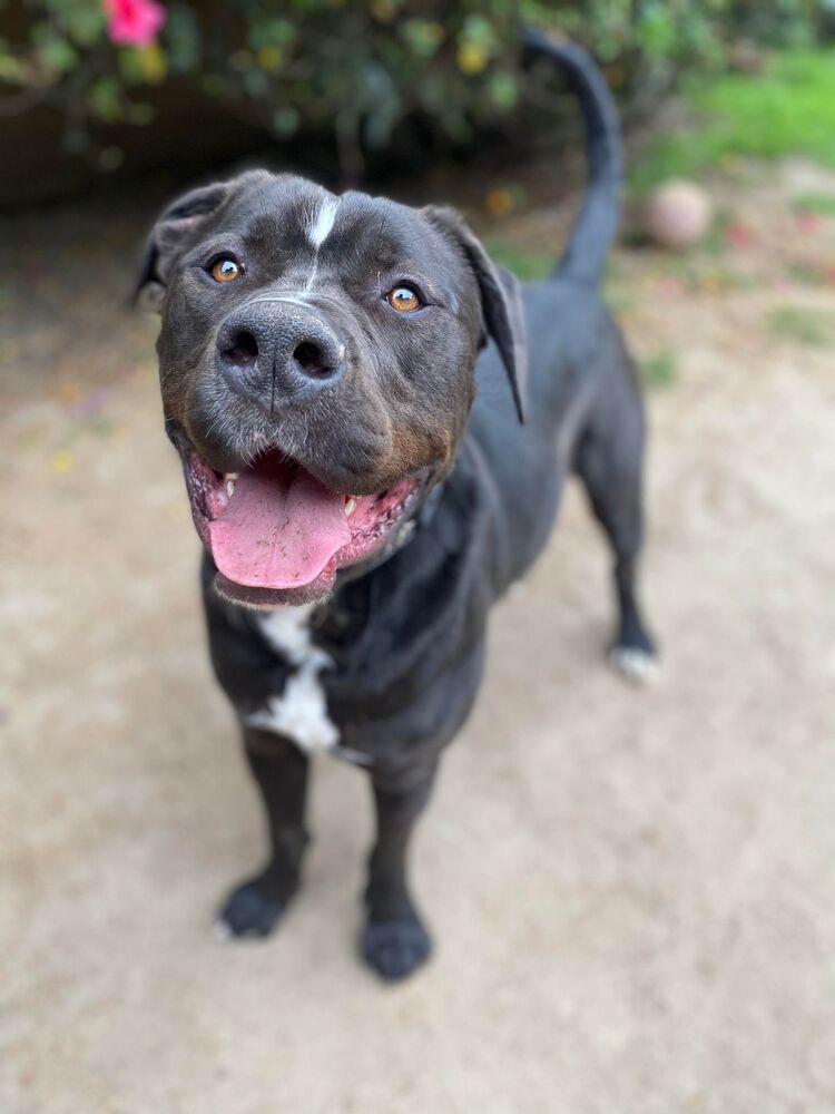 Enlarge Ru, a Adoptable mixed breed in Canyon Country, CA image 2/3