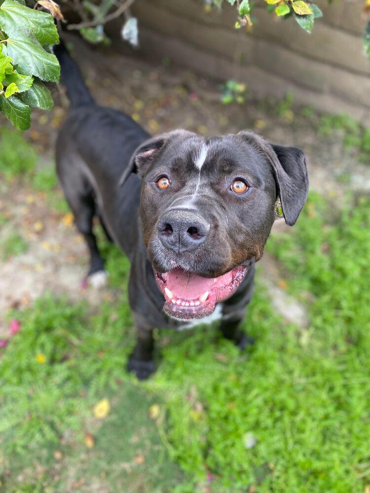 Enlarge Ru, a Adoptable mixed breed in Canyon Country, CA image 3/3