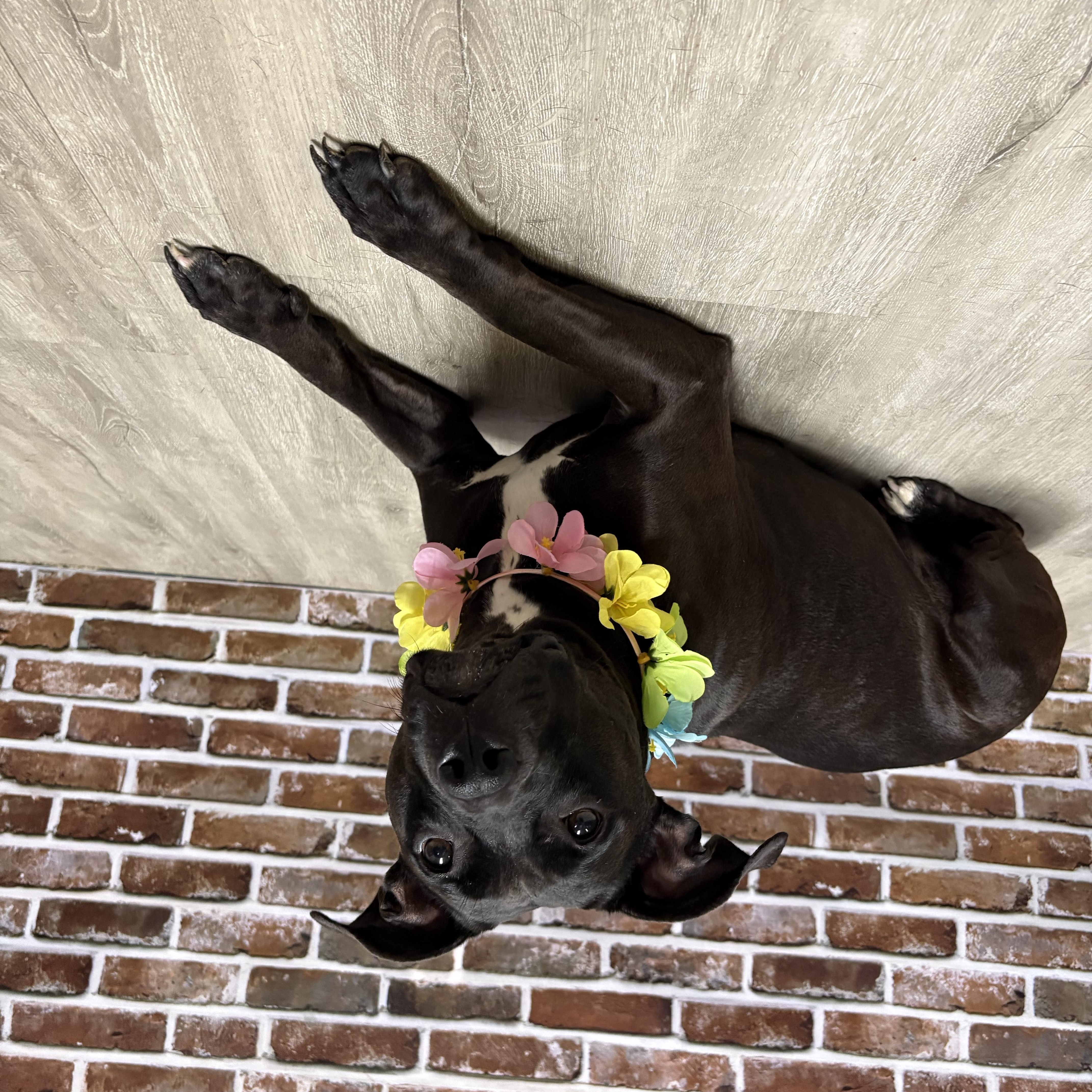 Georgia, Adoptable, Adult Female Pit Bull Terrier.