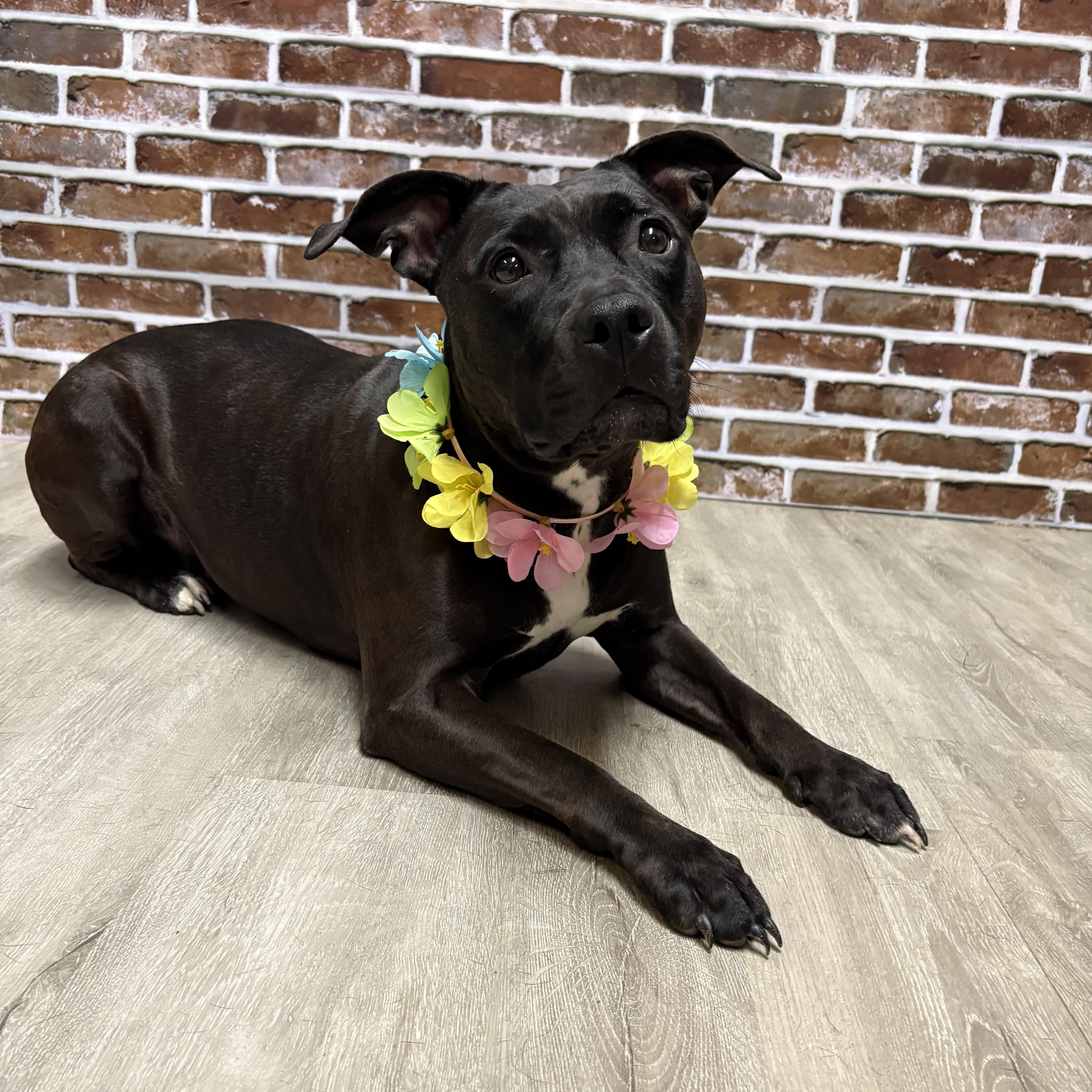 Enlarge Georgia, a Adoptable mixed breed in Mansfield, OH image 1/3