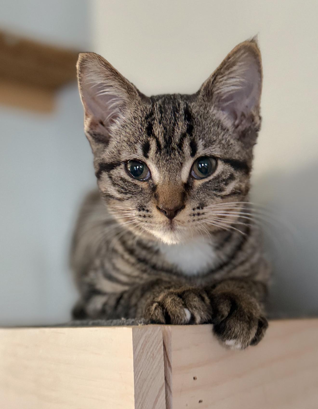 Enlarge Saki, a ADOPTABLE Domestic Short Hair in Highland, IN image 1/3