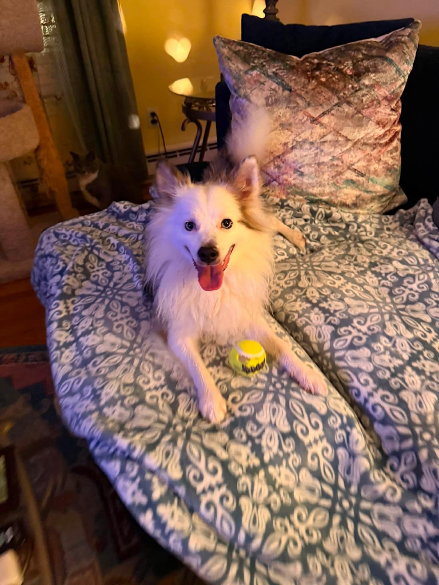 Enlarge Juju, a Adoptable mixed breed in Richmond, VA image 2/5