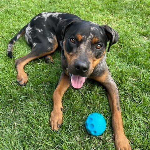 Enlarge Duke, a Adoptable mixed breed in Tulsa, OK image 2/4