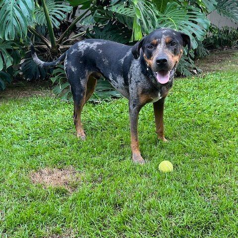 Enlarge Duke, a Adoptable mixed breed in Tulsa, OK image 4/4