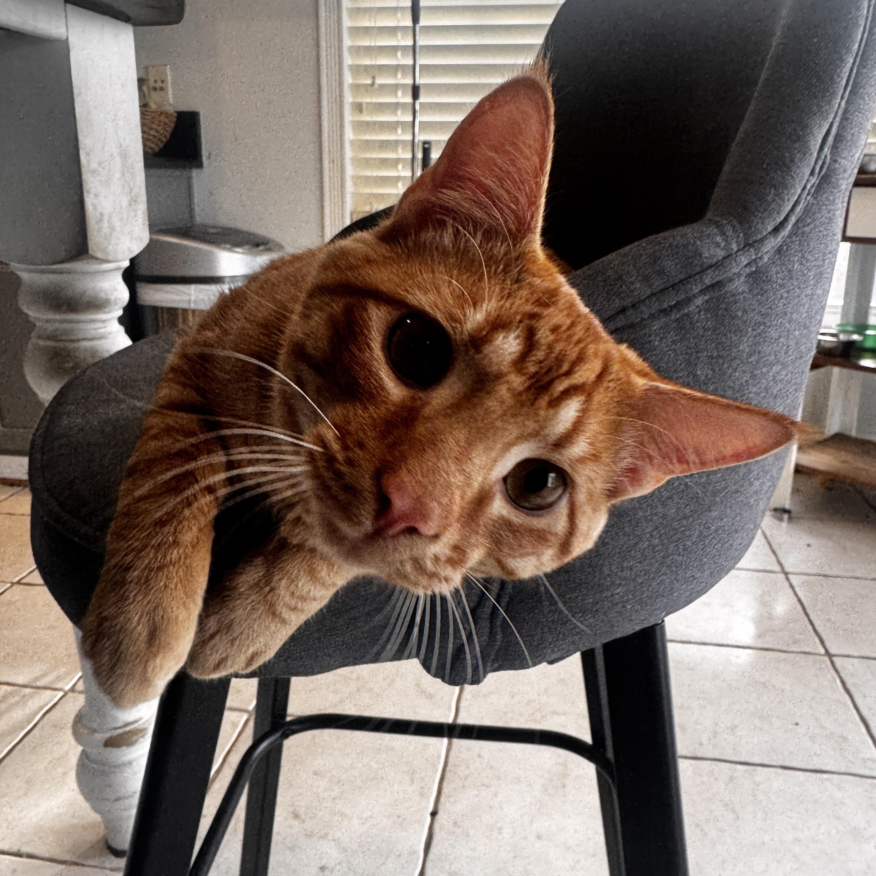 Reo Speedwagon   thumbnail 2