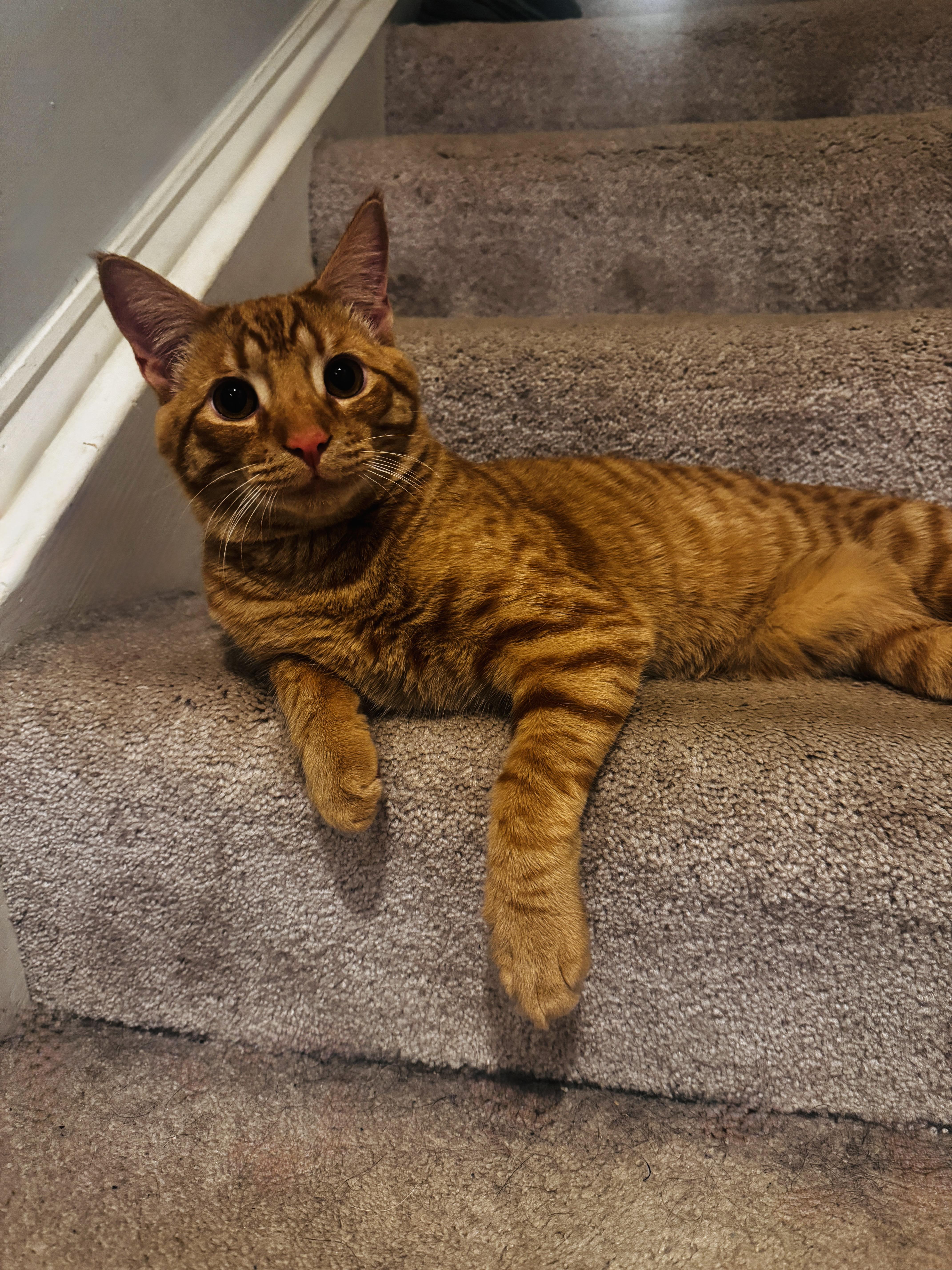 Reo Speedwagon   thumbnail 3