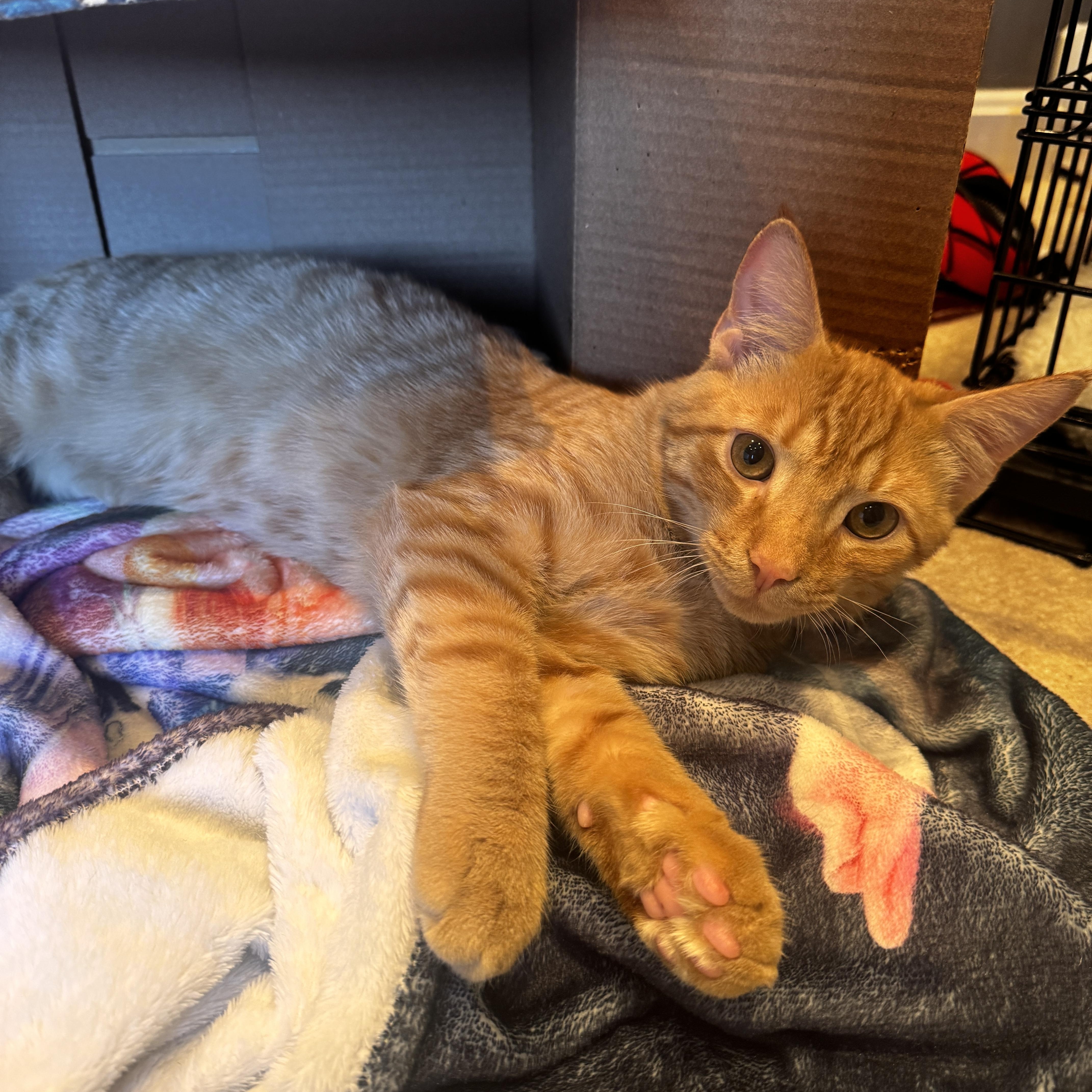 Reo Speedwagon   thumbnail 4