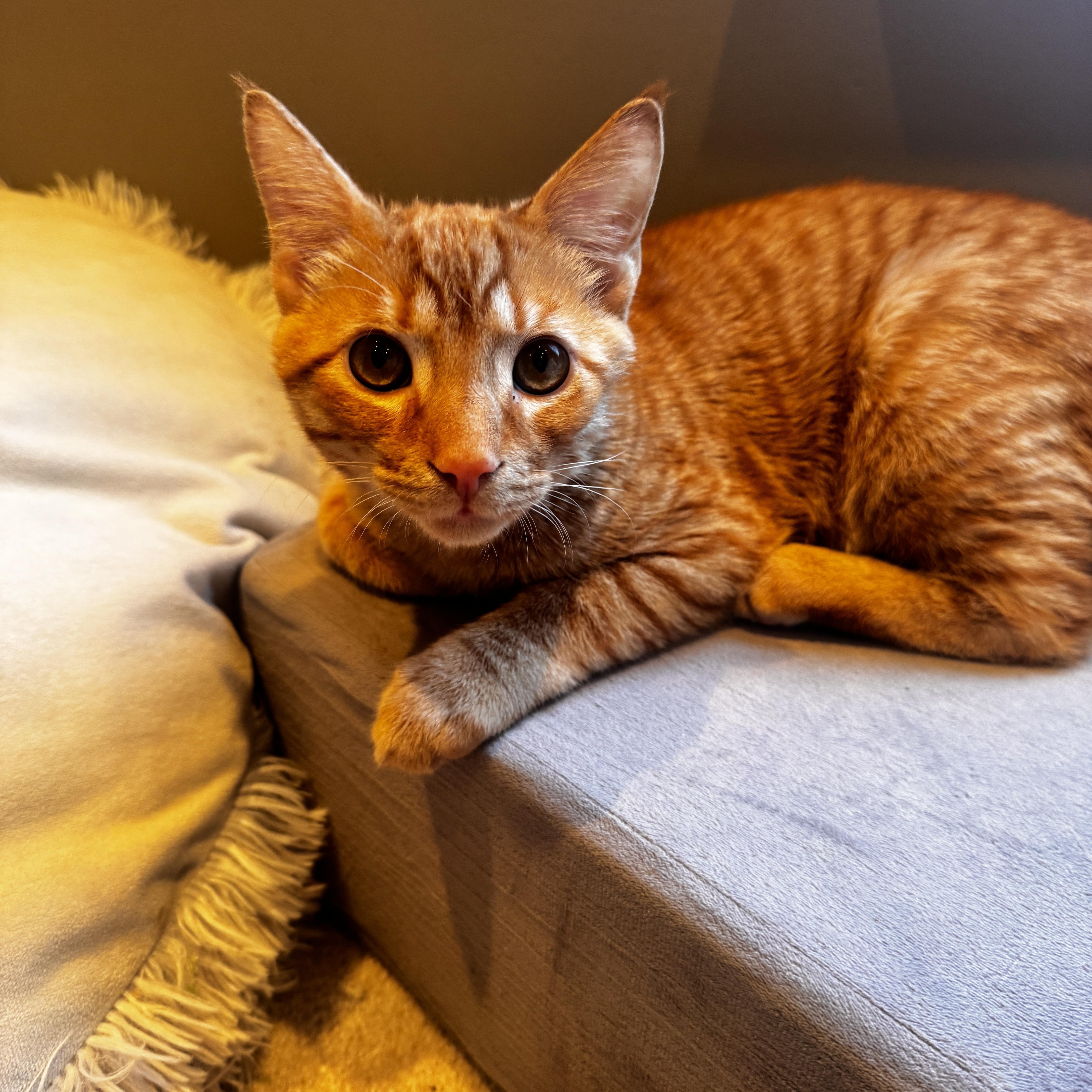 Reo Speedwagon   thumbnail 5