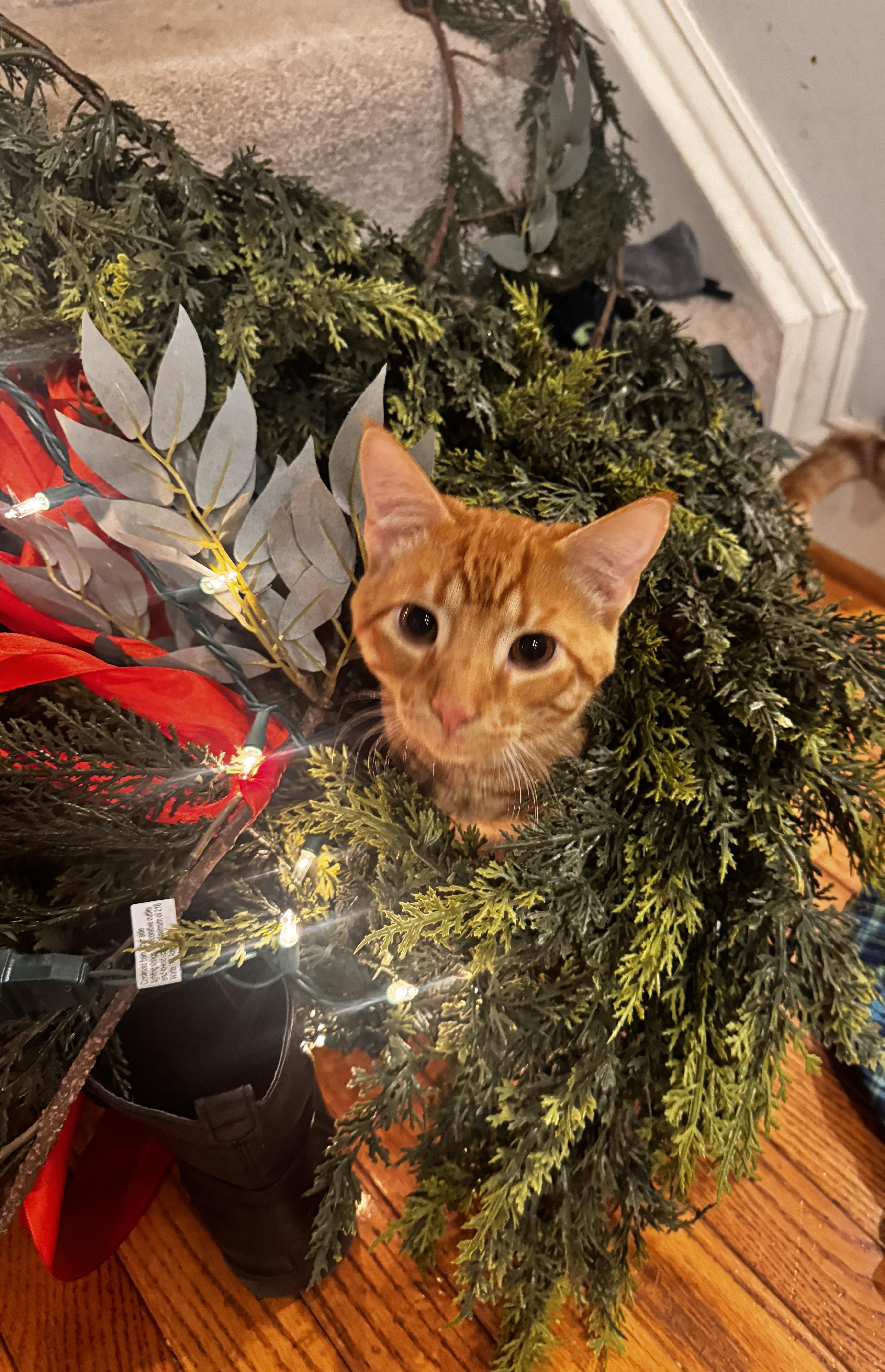 Reo Speedwagon   thumbnail 6