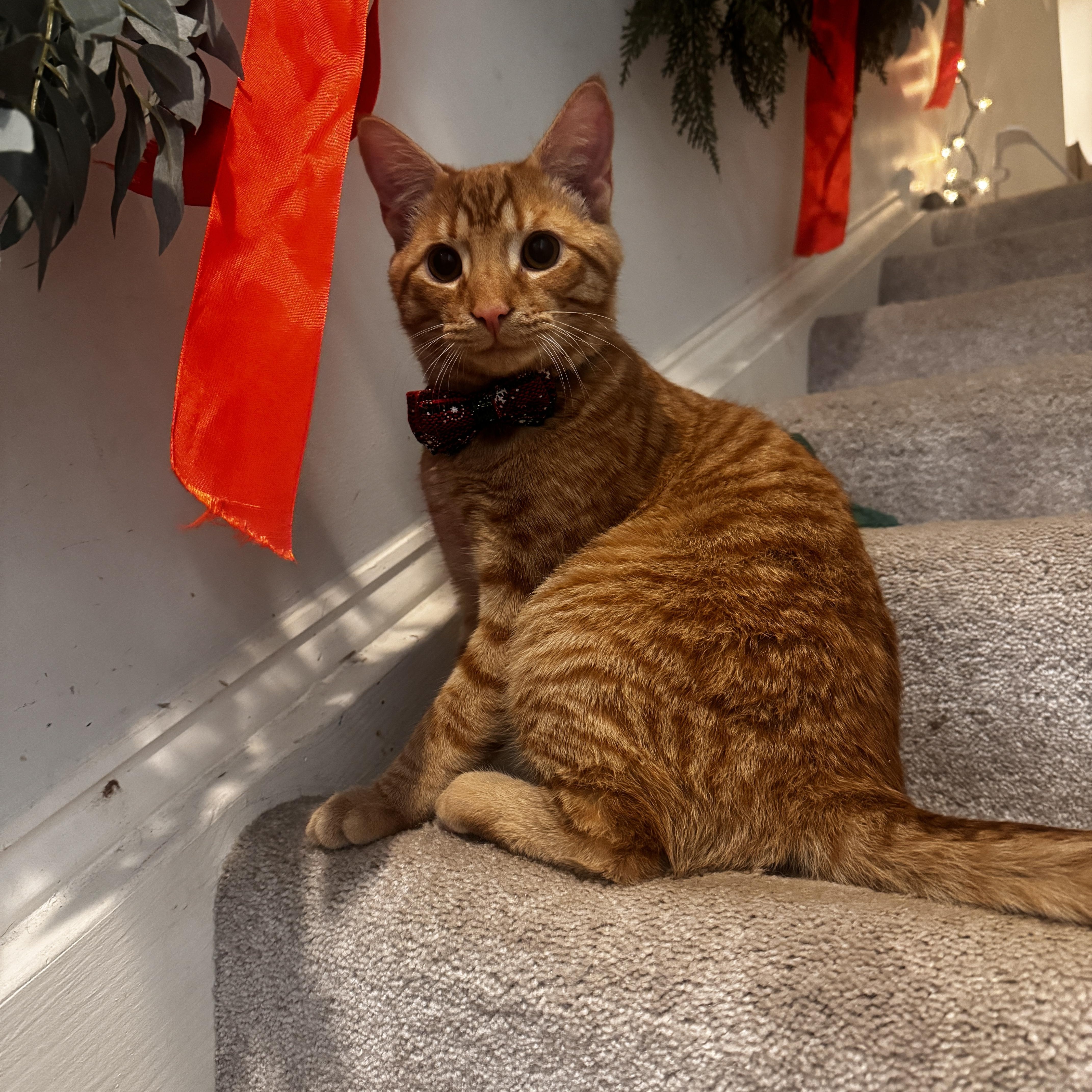 REO Speedwagon - 5 MONTHS - HE WILL KEEP ON LOVING YOU!!!, adoptable, Young Male American Shorthair.