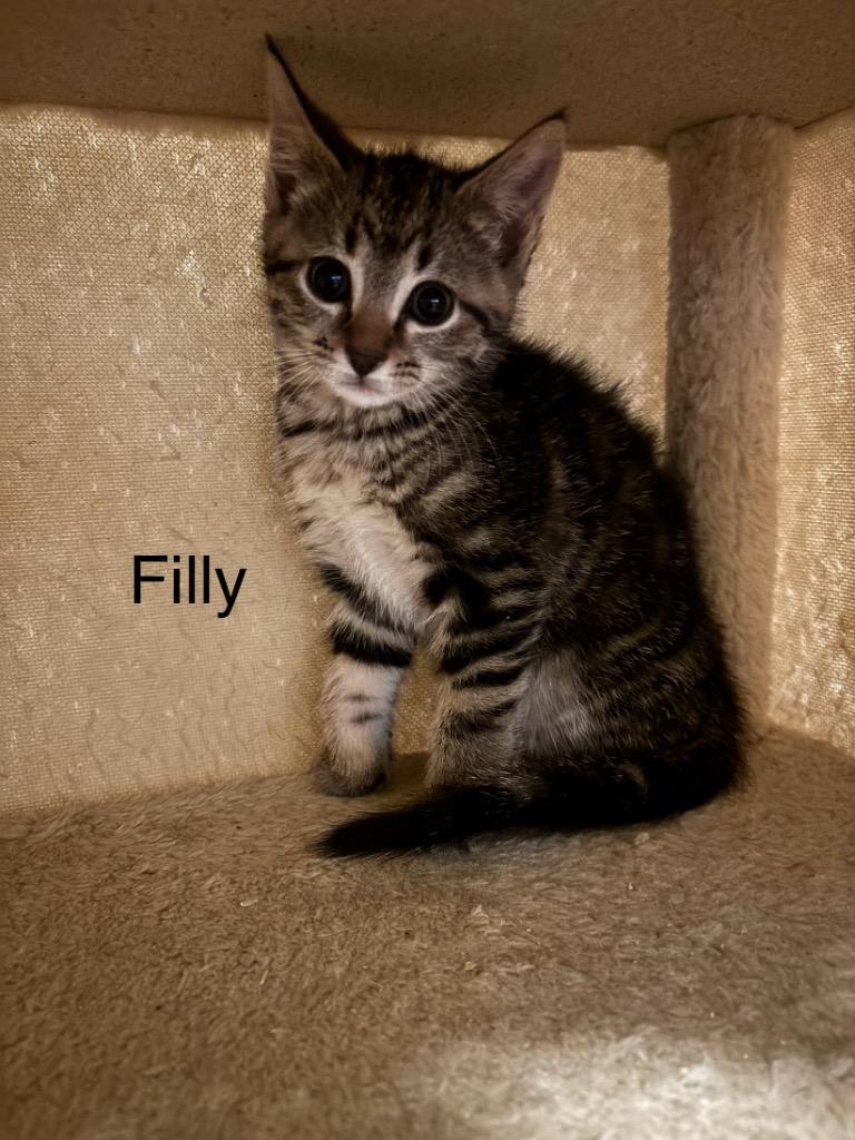 Enlarge Filly, a Adoptable mixed breed in Clinton, SC image 1/3