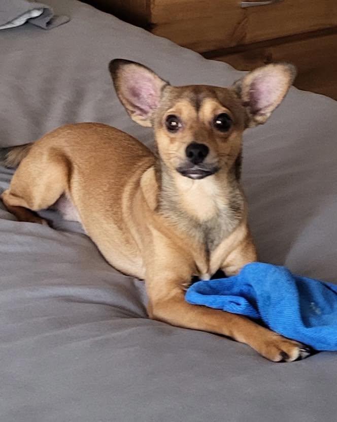 Enlarge Pio, a ADOPTABLE mixed breed in Winsted, CT image 1/1