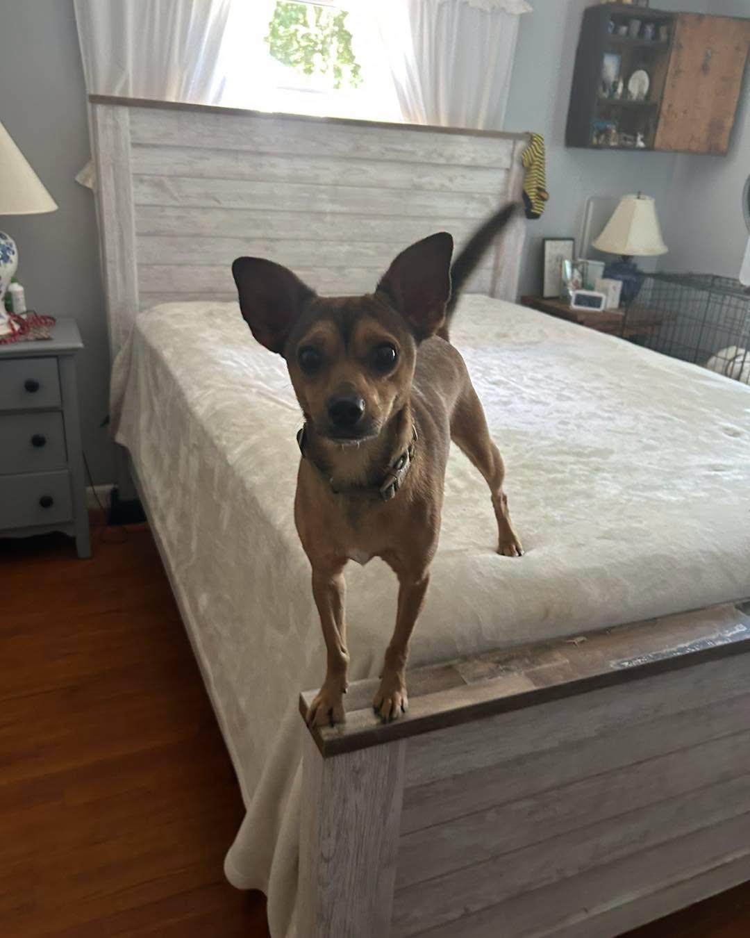 Enlarge Pio, a Adopted mixed breed in Winsted, CT image 2/3