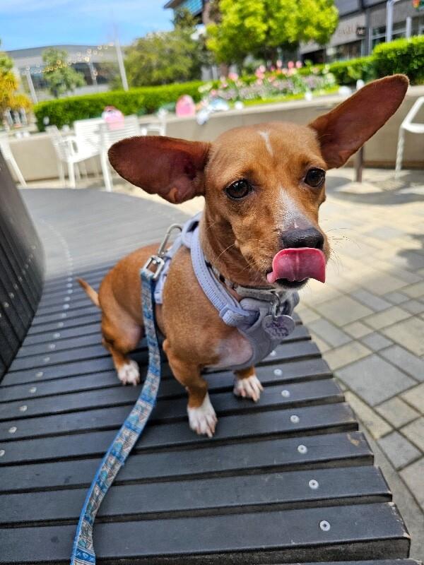 Enlarge Cami (Chamomile), a Adoptable mixed breed in Foster City, CA image 1/6