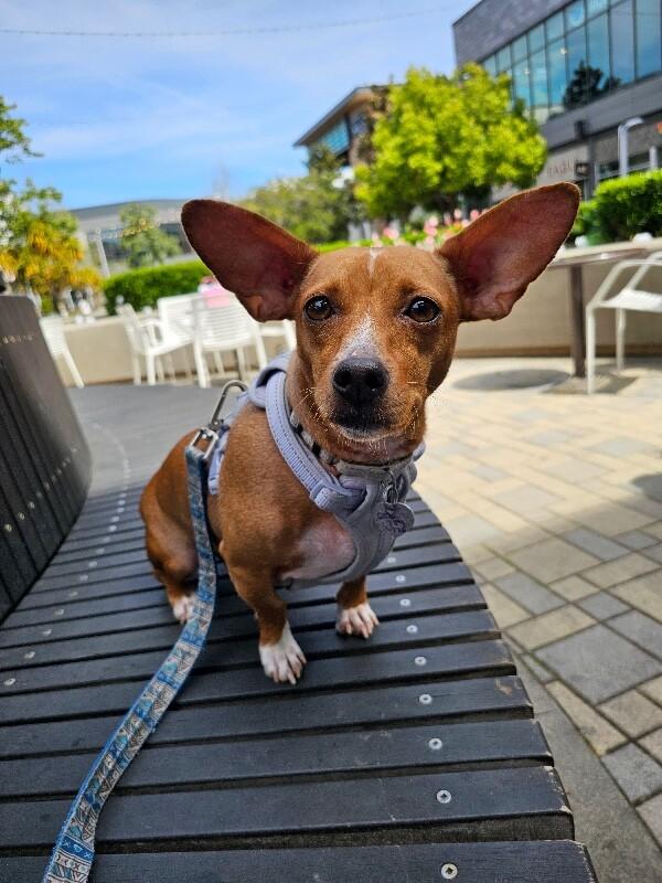 Enlarge Cami (Chamomile), a Adoptable mixed breed in Foster City, CA image 2/6