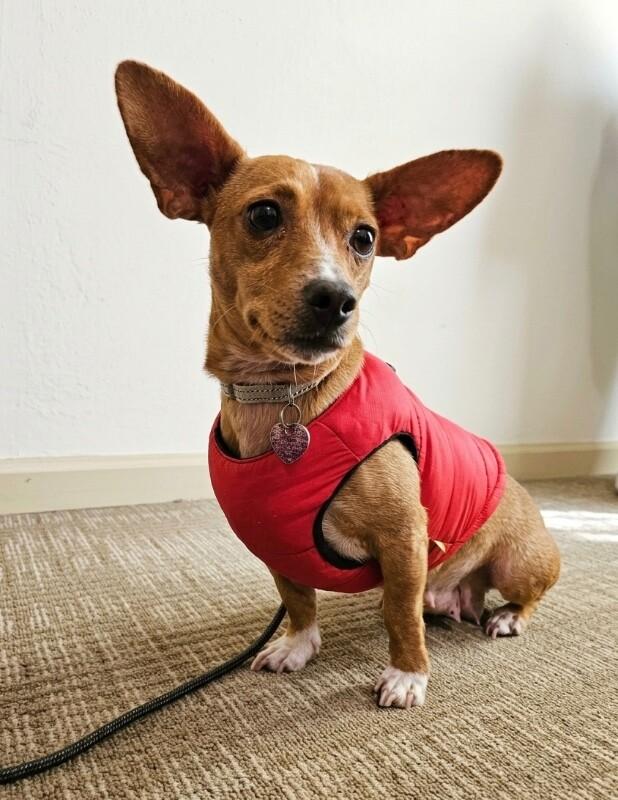 Cami (Chamomile), a Adoptable mixed breed in Foster City, CA image 1/6