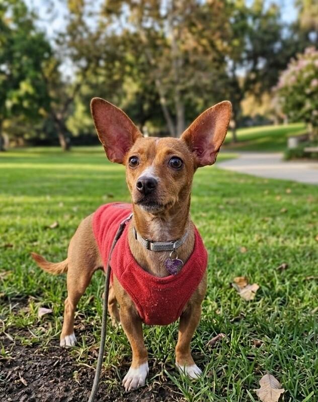 Cami (Chamomile), a Adoptable mixed breed in Foster City, CA image 2/6
