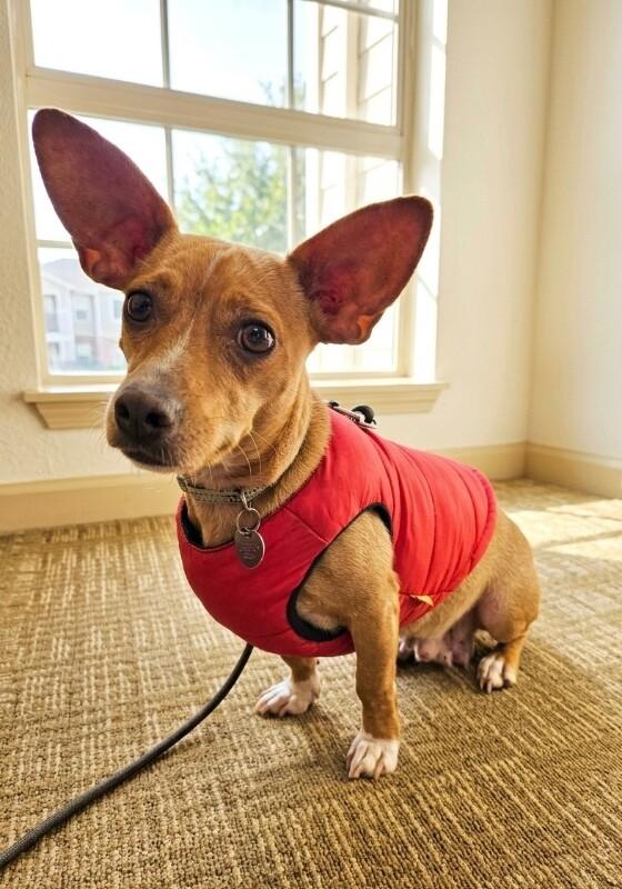 Cami (Chamomile), a Adoptable mixed breed in Foster City, CA image 3/6