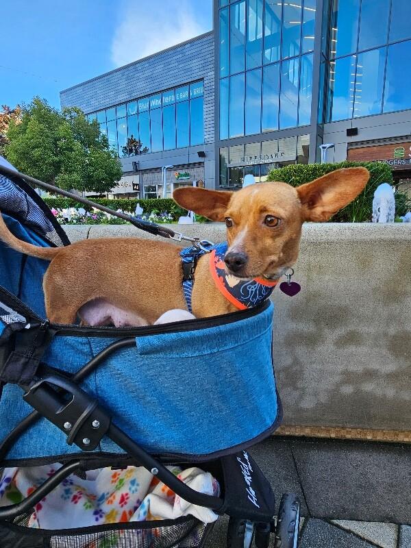 Cami (Chamomile), Adoptable, Young Female Chihuahua & Mixed Breed.