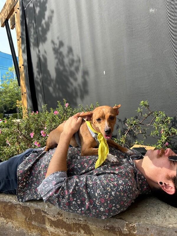 Enlarge Cami (Chamomile), a Adoptable mixed breed in Foster City, CA image 5/6