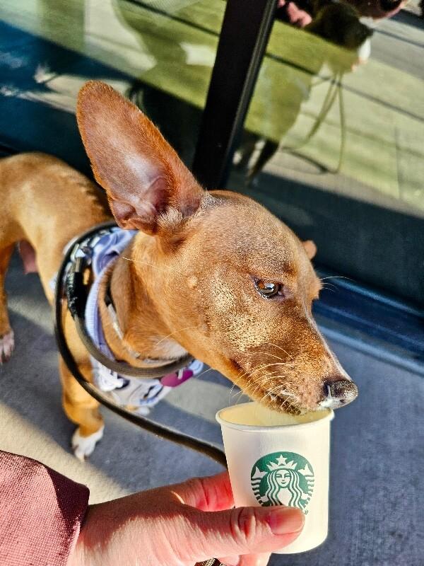 Cami (Chamomile), a Adoptable mixed breed in Foster City, CA image 6/6