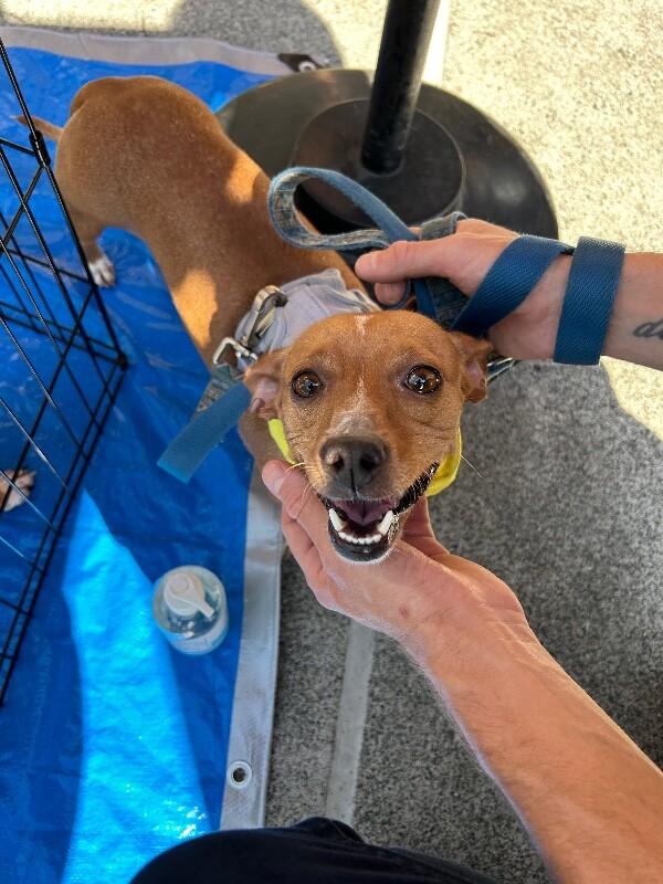 Enlarge Cami (Chamomile), a Adoptable mixed breed in Foster City, CA image 6/6