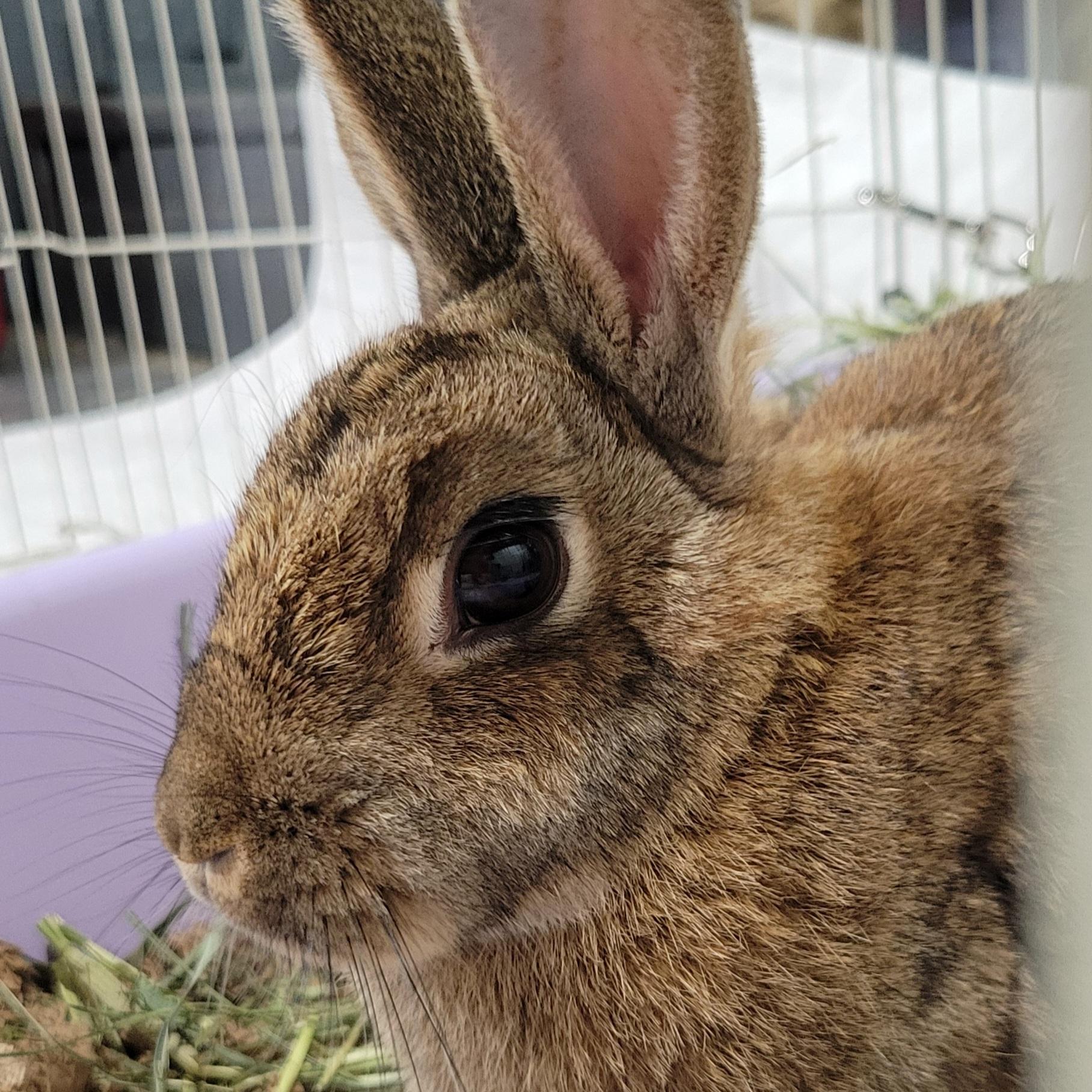 Enlarge Mara, a ADOPTABLE mixed breed in Pittsburgh, PA image 2/3