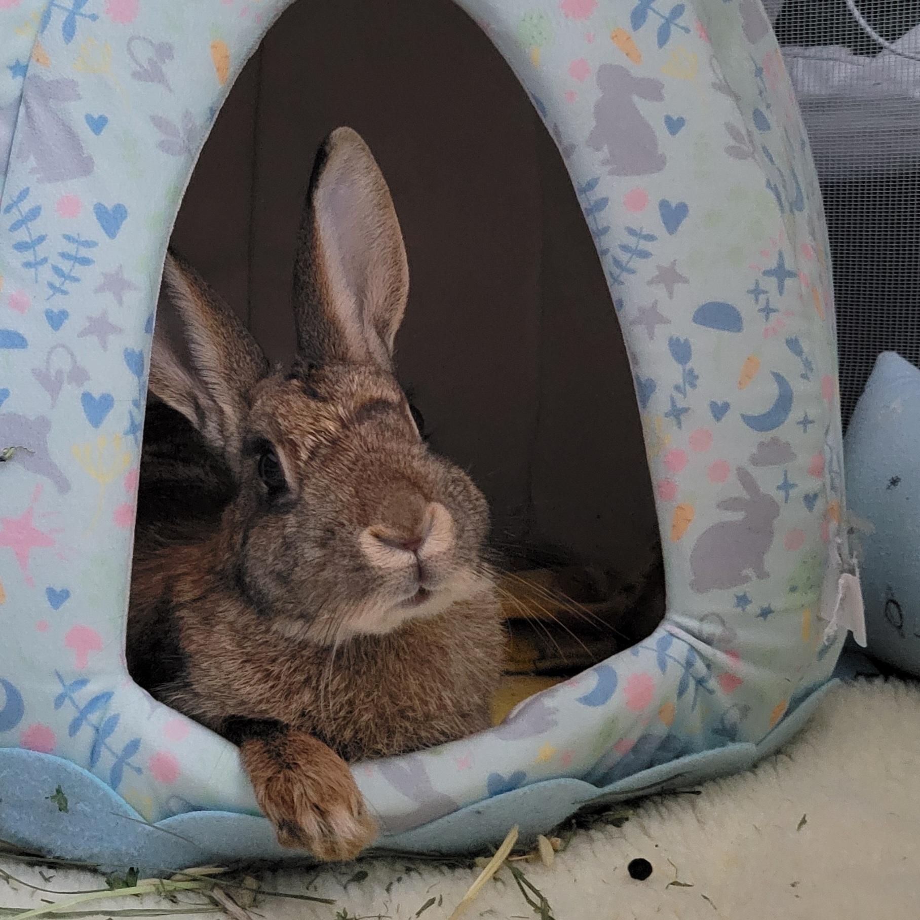 Mara, ADOPTABLE, Adult Female American.