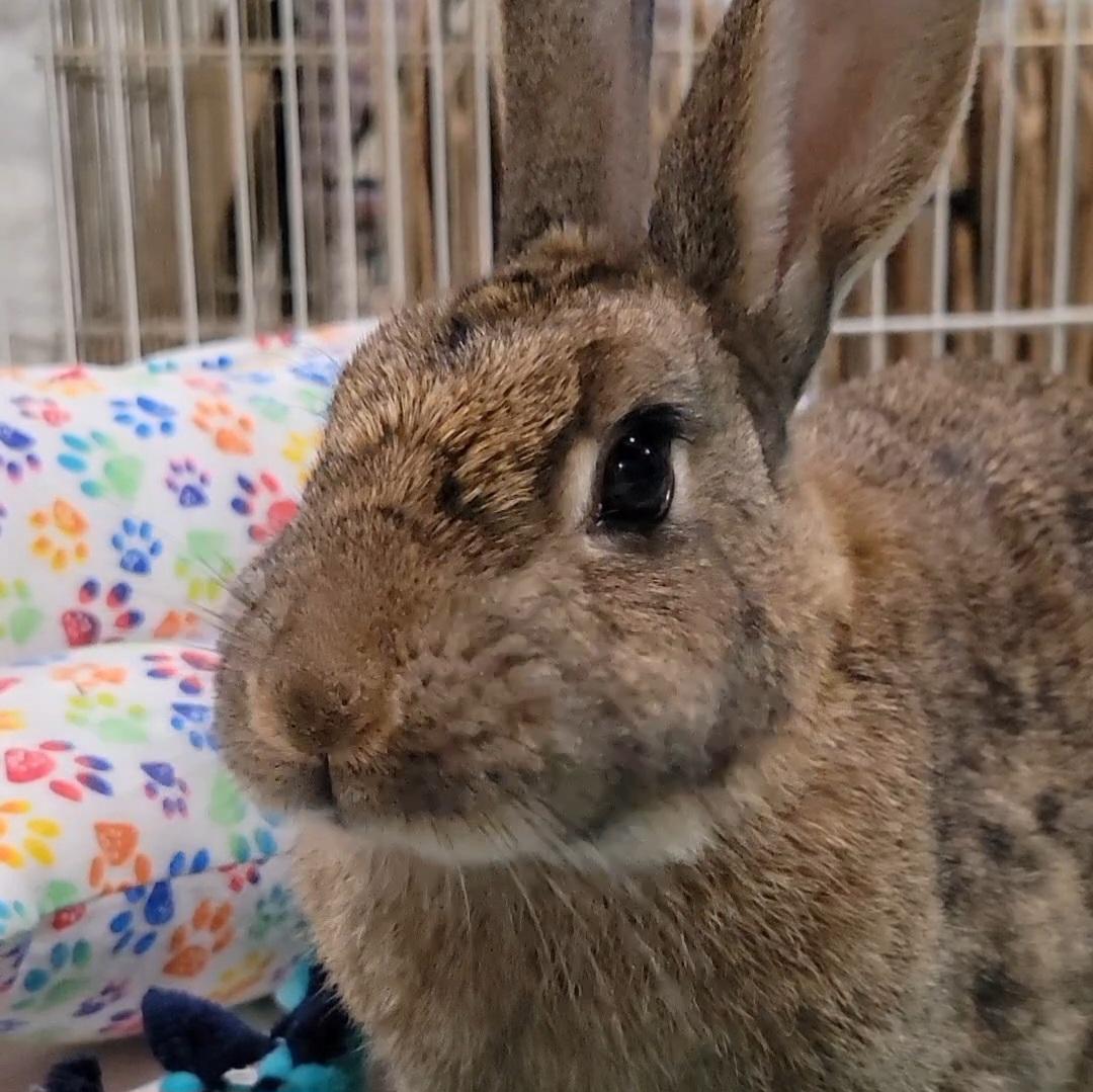 Enlarge Mara, a ADOPTABLE mixed breed in Pittsburgh, PA image 3/3