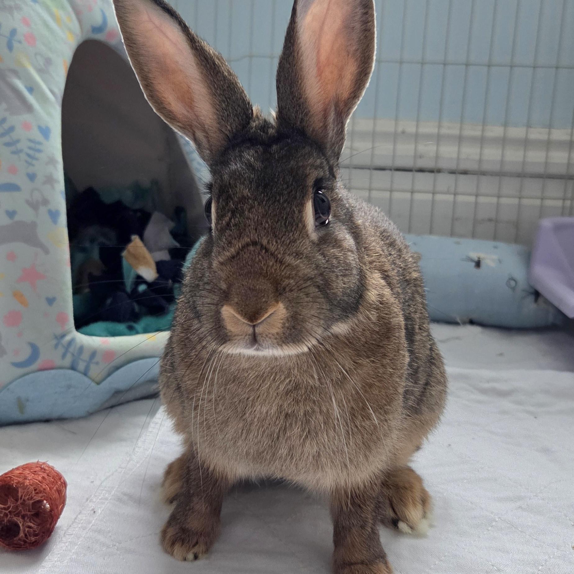 Enlarge Mara, a ADOPTABLE mixed breed in Pittsburgh, PA image 2/4